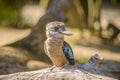 Blue winged kookaburra portrait