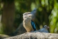 Blue winged kookaburra portrait