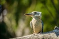 Blue winged kookaburra portrait