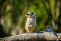 Blue winged kookaburra portrait