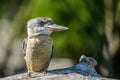 Blue winged kookaburra portrait