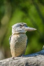 Blue winged kookaburra portrait