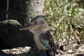 Blue winged kookaburra Royalty Free Stock Photo