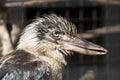 Blue winged kookaburra Royalty Free Stock Photo