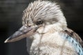 Blue winged kookaburra Royalty Free Stock Photo