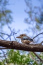 Blue-winged Kookaburra sitting on Branch of a Tree, Queensland Royalty Free Stock Photo