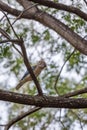 Blue-winged Kookaburra sitting on Branch of a Tree, Queensland Royalty Free Stock Photo