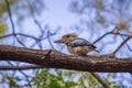 Blue-winged Kookaburra sitting on Branch of a Tree, Queensland Australia Royalty Free Stock Photo