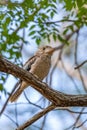 Blue-winged Kookaburra sitting on Branch of a Tree, Queensland Australia Royalty Free Stock Photo