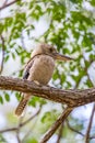 Blue-winged Kookaburra sitting on Branch of a Tree, Queensland Royalty Free Stock Photo