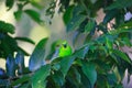 Blue-winged Leafbird Royalty Free Stock Photo
