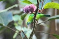 Blue-winged Leafbird Royalty Free Stock Photo