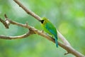 Blue winged Leafbird (male) Royalty Free Stock Photo