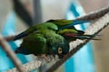 Blue-winged macaw (Primolius maracana), also known as the Illige