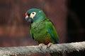 Blue-winged macaw (Primolius maracana), also known as the Illige