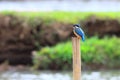 Blue-winged Minla Royalty Free Stock Photo
