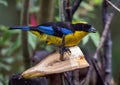 Blue-winged Mountain Tanager (Anisognathus somptuosus)