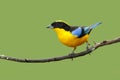 Blue-winged Mountain-tanager, Anisognathus somptuosus, Santa Marta, Colombia. Yellow, black and blue Mountain tanager, sitting on