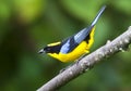 Blue-winged Mountain-Tanager, Blauwvleugel-bergtangare, Anisogna somptuosus