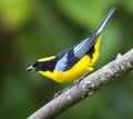 Blue-winged Mountain-Tanager, Blauwvleugel-bergtangare, Anisogna