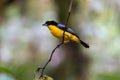 Blue-winged mountain tanager perched on a thin branch. In profile, facing the left Royalty Free Stock Photo