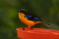 Blue-winged Mountain-Tanager Royalty Free Stock Photo