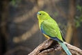 The blue winged parrot is perched on a branch Royalty Free Stock Photo