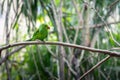 Blue-winged Parrotlet bird