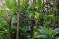 Blue-winged Parrotlet bird