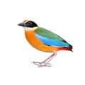 Blue winged Pitta bird Royalty Free Stock Photo