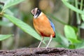 Wildlife Blue Winged Pitta