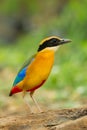 Blue-winged Pitta Royalty Free Stock Photo