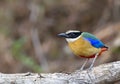 Blue-winged Pitta