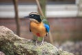 Blue-winged pitta, Pitta moluccensis. Birds watching. Portrait