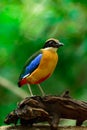 Blue-winged Pitta or Pitta moluccensis.