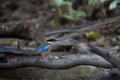 Blue-winged Pitta Pitta moluccensis Royalty Free Stock Photo