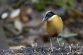 Blue-winged Pitta Pitta moluccensis Royalty Free Stock Photo