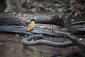 Blue-winged Pitta Pitta moluccensis Royalty Free Stock Photo