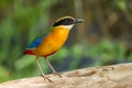 Blue-winged Pitta Royalty Free Stock Photo
