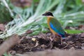 Blue-Winged Pitta beside my home