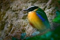 Blue-winged Pitta, Pitta moluccensis, in beautiful nature habitat, Indonesia. Rare bird in the green vegetation. Animal from Asia.