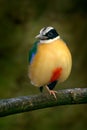 Blue-winged Pitta, Pitta moluccensis, in beautiful nature habitat, Indonesia. Rare bird in the green vegetation. Animal from Asia.