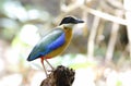 Blue winged Pitta Pitta moluccensis Royalty Free Stock Photo