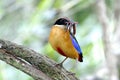 Blue winged Pitta Pitta moluccensis Royalty Free Stock Photo