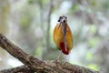 Blue winged Pitta Pitta moluccensis Royalty Free Stock Photo