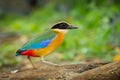 Blue-winged Pitta (Pitta moluccensis)