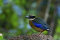 Blue-winged pitta on the rock