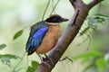 Blue-winged pitta shred its puffy feathers on wet tree after raining