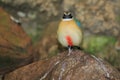 Blue-winged pitta Royalty Free Stock Photo