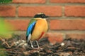 Blue-winged pitta Royalty Free Stock Photo
